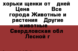 хорьки щенки от 35дней › Цена ­ 4 000 - Все города Животные и растения » Другие животные   . Свердловская обл.,Лесной г.